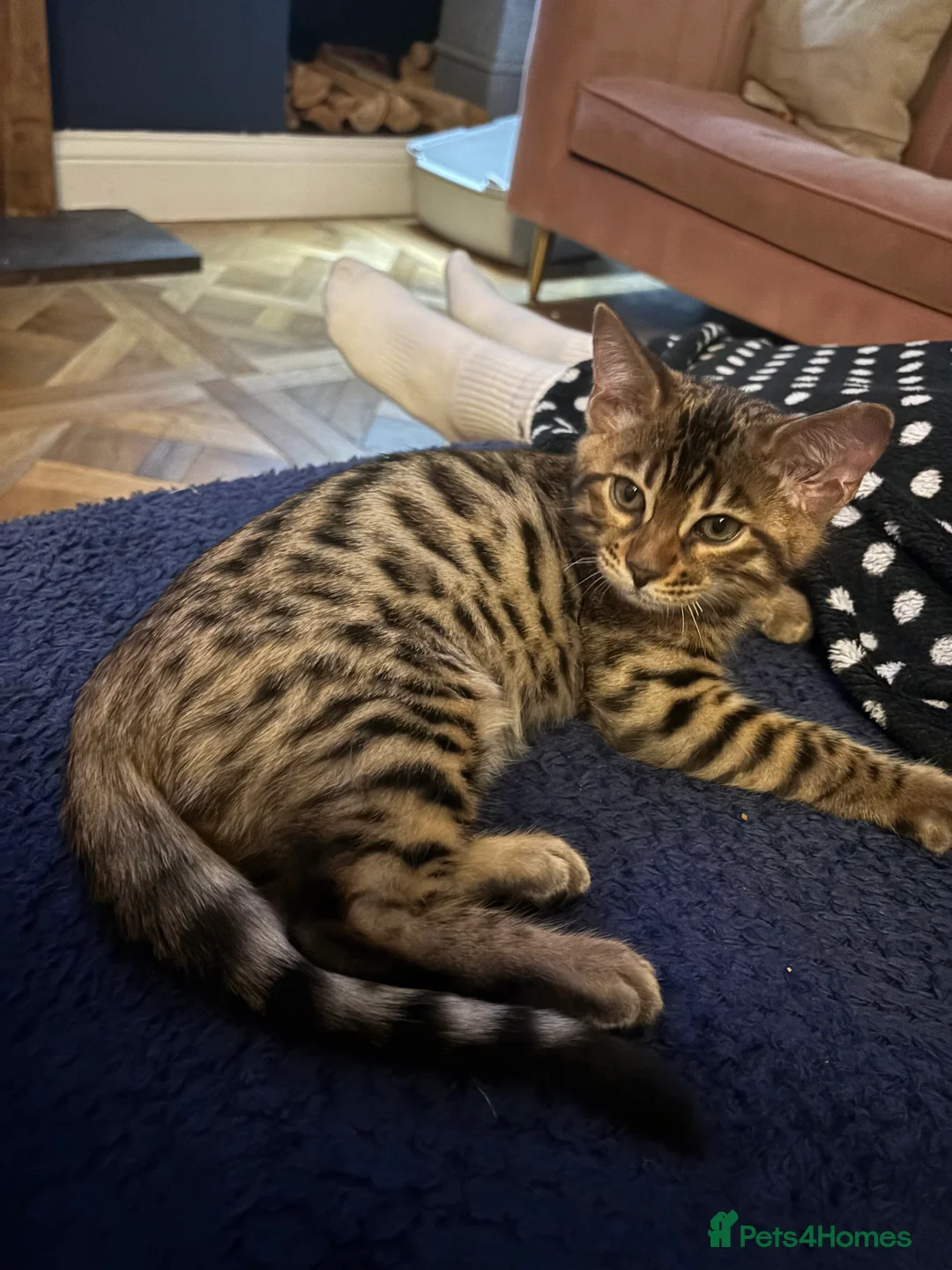Bengal cats for sale: Pure bread Bengals - Advert 21