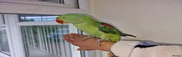 Parrots birds for sale: Super Tamed Alexanderian baby Parrot  - Advert 5