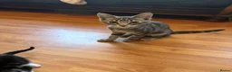 Mixed Breed cats for sale: Beautiful Kittens - Advert 11