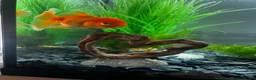 Fancy Goldfish fish for sale: Young fancy goldfish  in Leigh - Advert 1