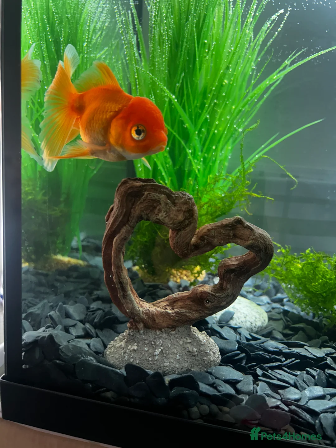 Fancy Goldfish fish for sale: Young fancy goldfish  in Leigh - Advert 1