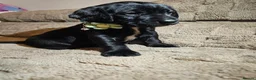 Cockerdor dogs for sale: Exceptional Cockerdor Puppies Ready from 15th May  - Advert 39