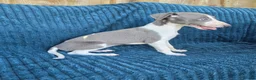 Whippet dogs for sale: 🐾 Beautiful Whippet Puppies Ready Now 🐾 - Advert 3