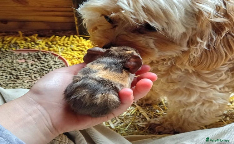 Guinea Pig rodents - Advert 13