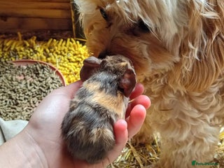 Guinea Pig rodents - Advert 12