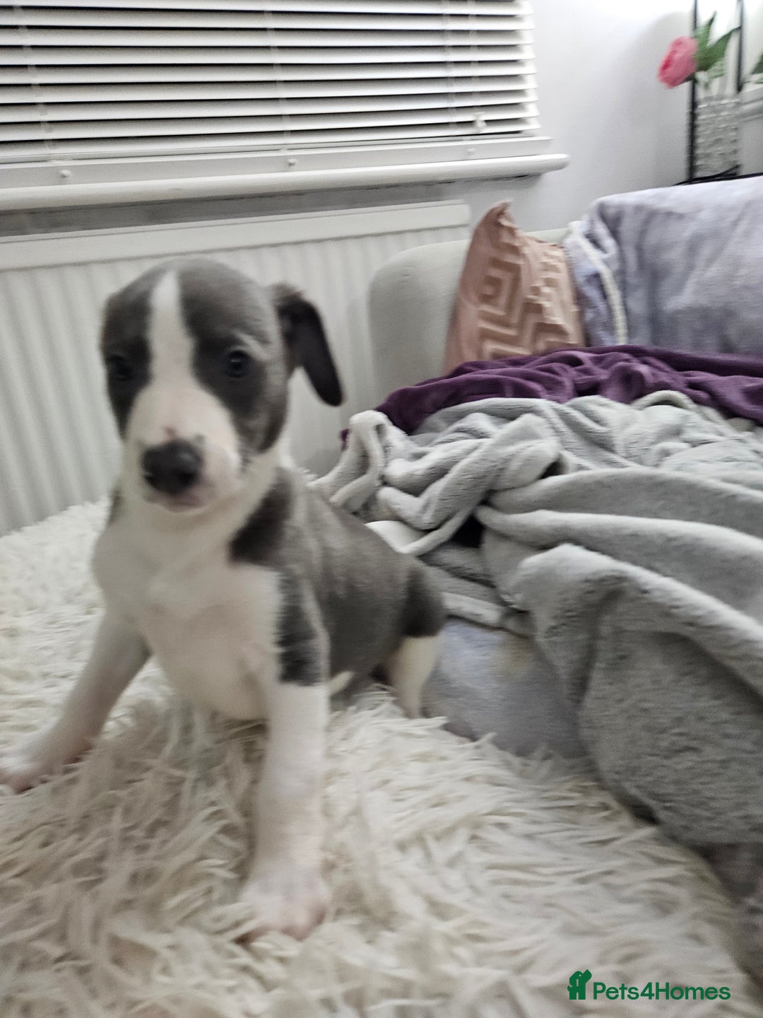 Whippet dogs for sale: KENNEL CLUB WHIPPETS  - Advert 22