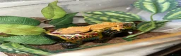 Gecko reptiles for sale: Crested gecko babies  - Advert 7