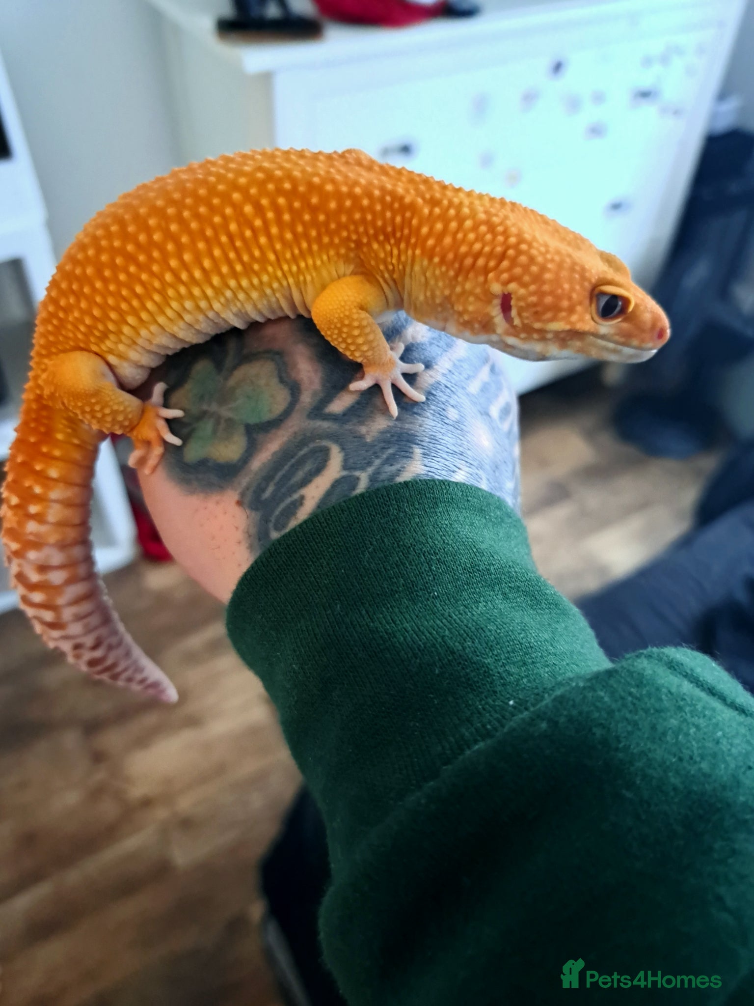 Leopard Gecko reptiles Giant sunglow male stunning gecko for sale  - Advert 2