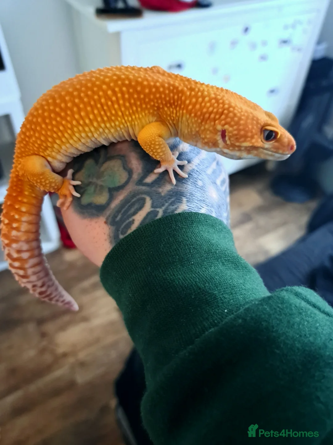 Leopard Gecko reptiles for sale: Giant sunglow male stunning gecko for sale  - Advert 1