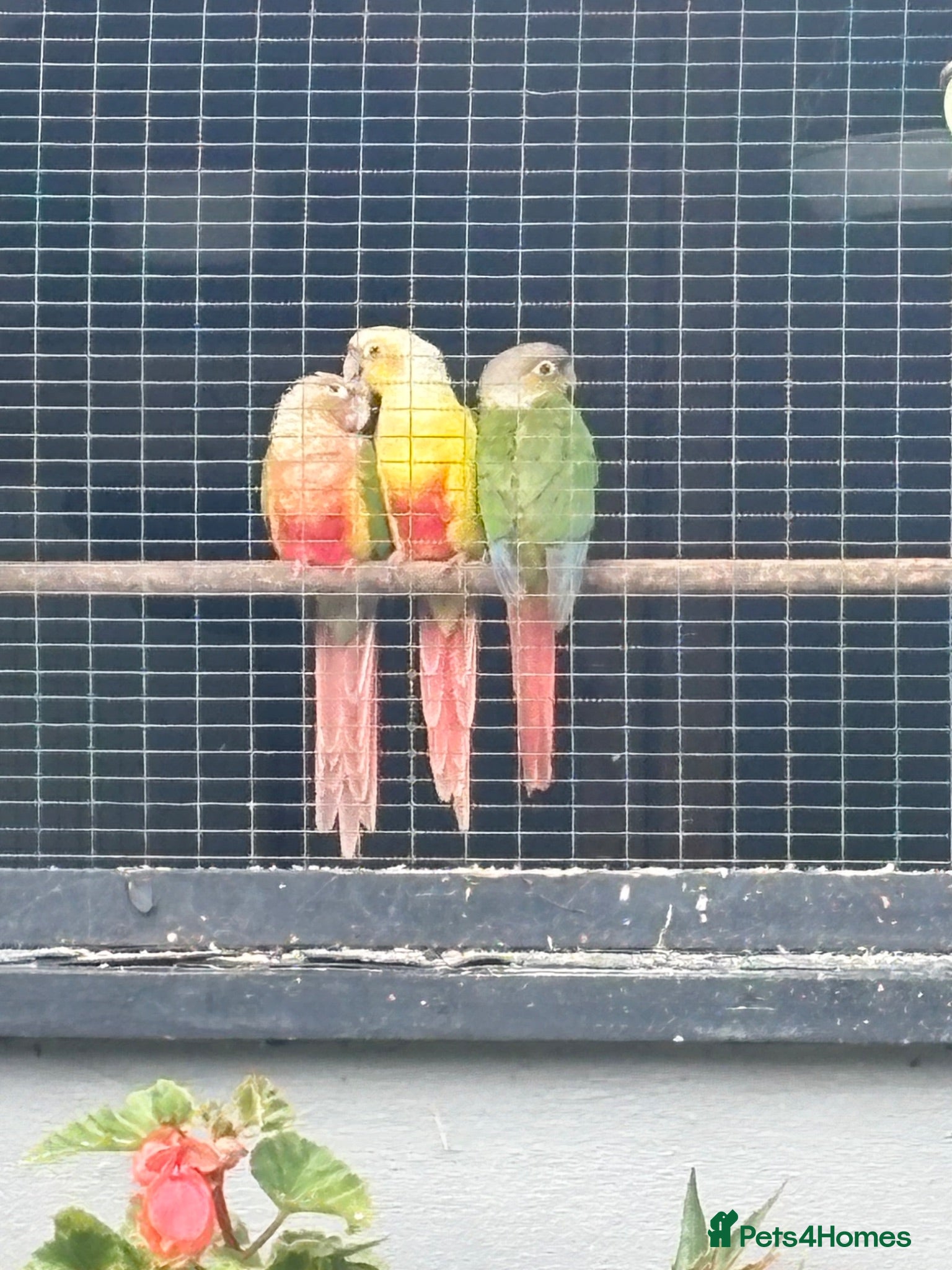 Conures birds Baby conures, parent reared, dna tested - Advert 1