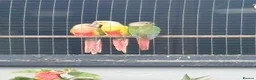 Conures birds for sale: Baby conures, parent reared, dna tested - Advert 1
