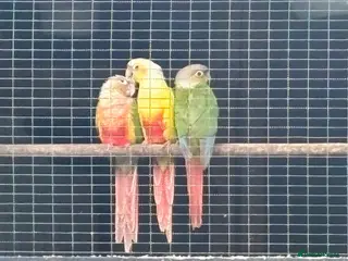 Conures birds Baby conures, parent reared, dna tested - Advert 1