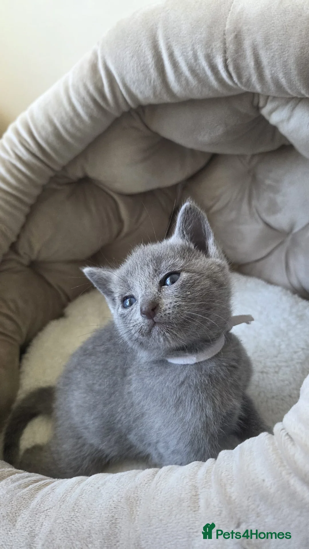 Russian Blue cats for sale: Stunning Russian Blue Boy - Tica registered  in Chatham - Advert 1