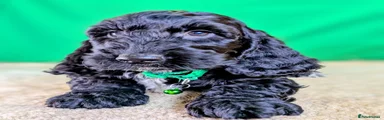 Green collar Boy ID 6516