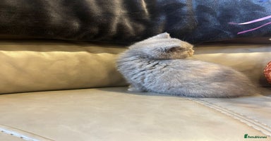 British Shorthair cats - Advert 13