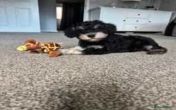 Mixed Breed dogs for sale: Schnauzer x snoodle - Image 1