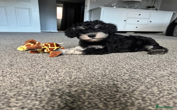 Mixed Breed dogs - Advert 3