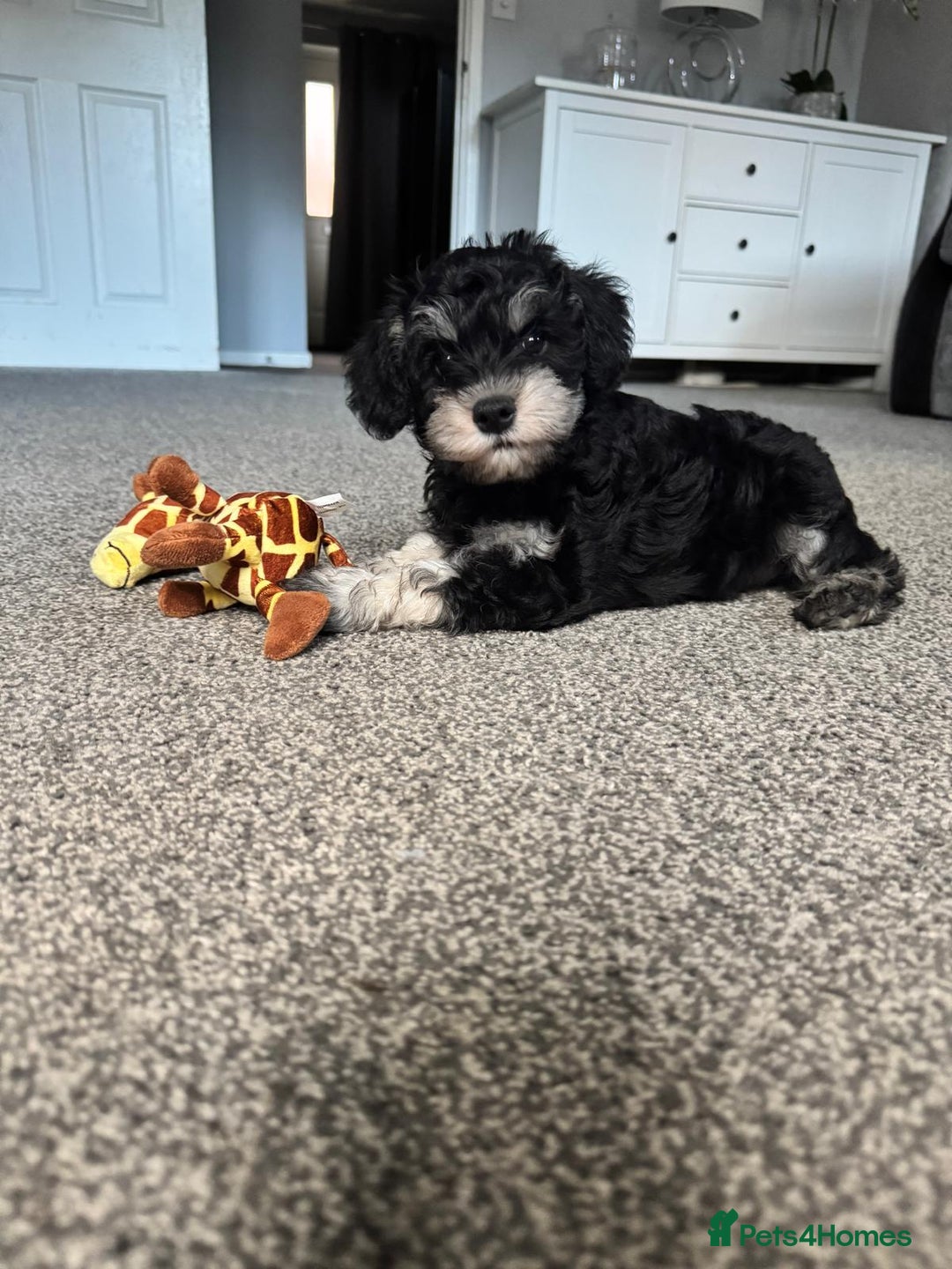 Mixed Breed dogs for sale: Schnauzer x snoodle - Image 1