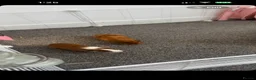 Guinea Pig rodents for sale: 4 guinea pigs  - Advert 2