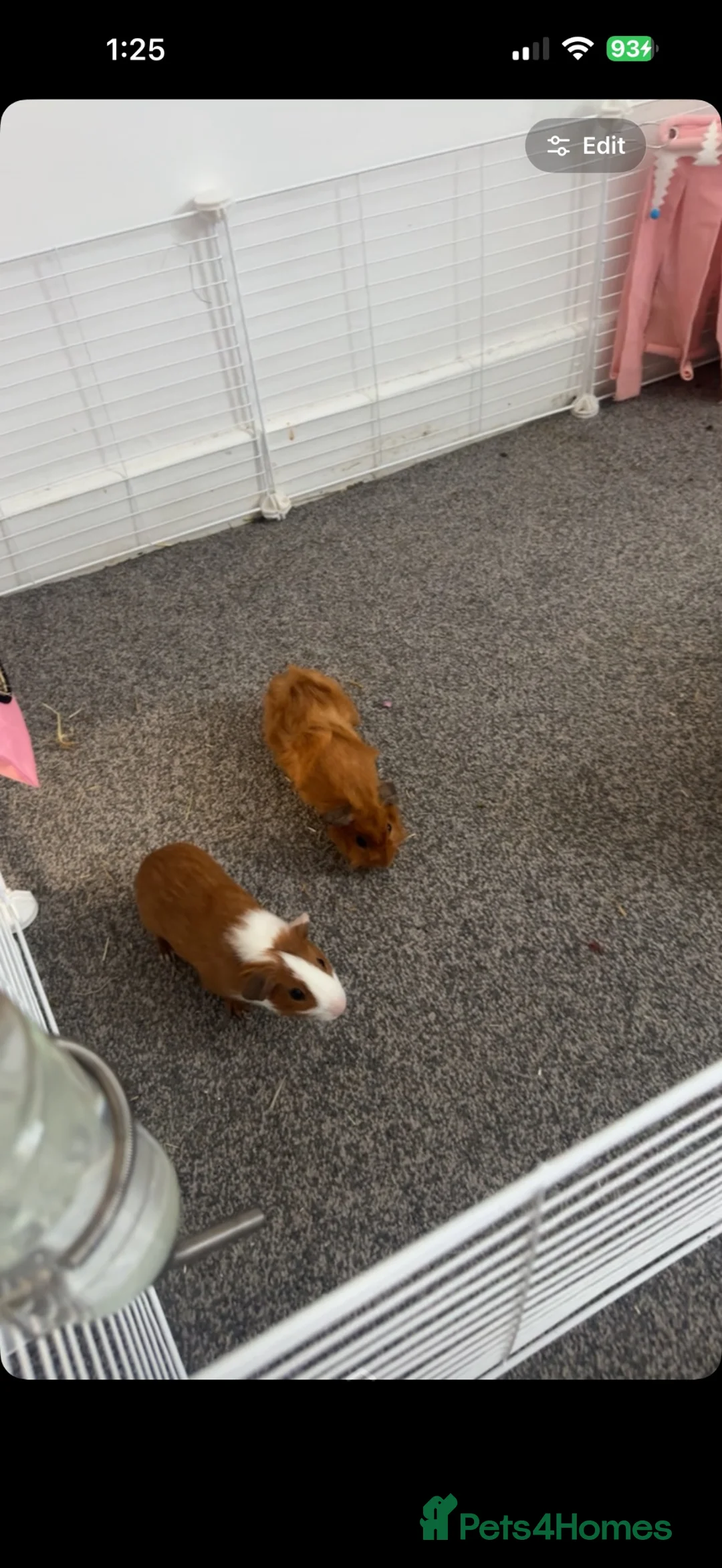 Guinea Pig rodents for sale: 4 guinea pigs  - Advert 2