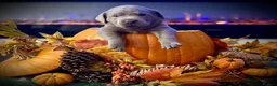 Labrador Retriever dogs for sale: KC health tested 2females left,champagne & silver  - Advert 4