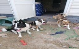 Mixed Breed dogs for adoption: 💖🐶 LISKA 🐶💖 - Image 10
