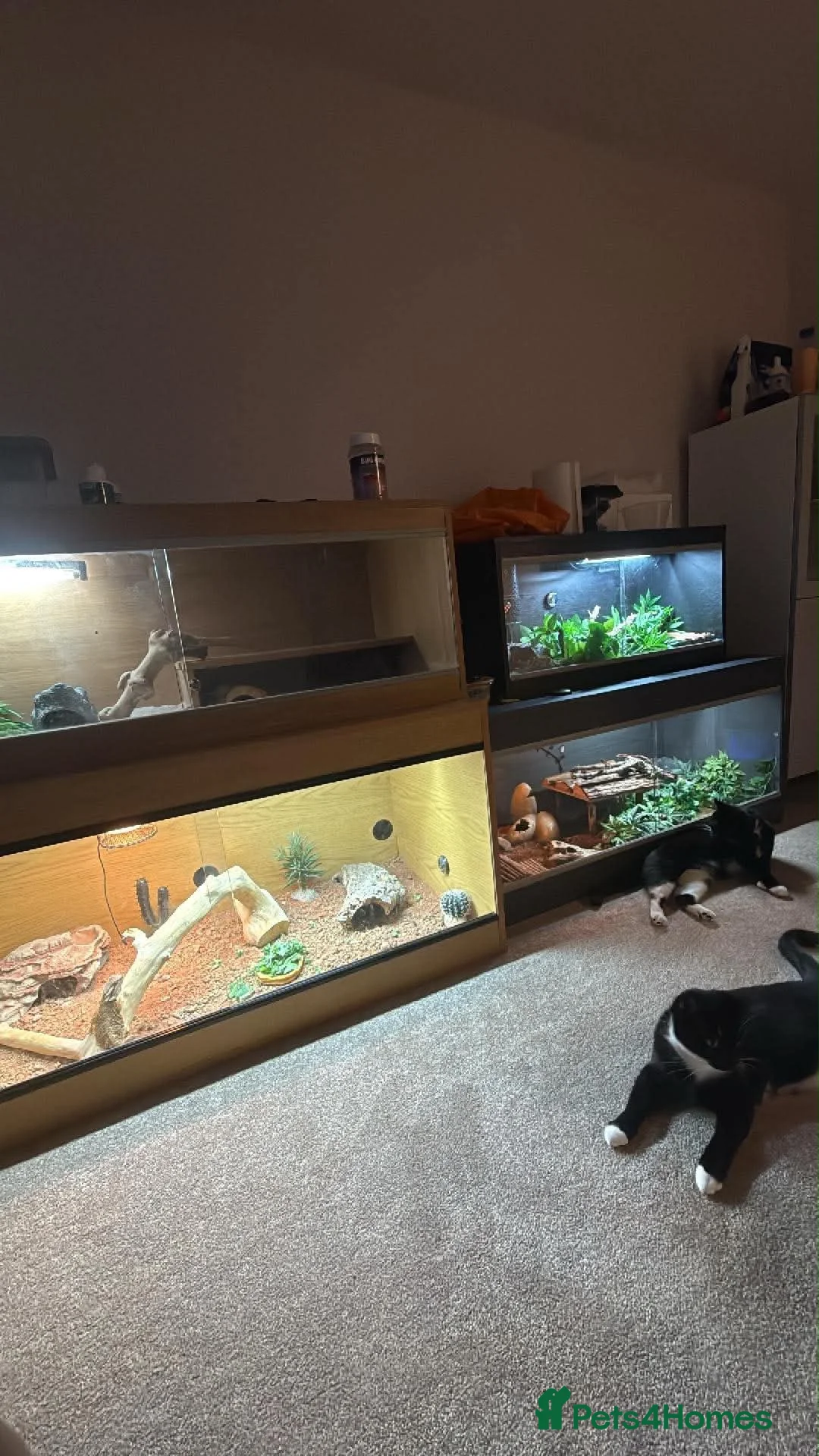 Bearded Dragon reptiles for sale: Smaug is looking for a loving home in Stonehouse - Advert 3