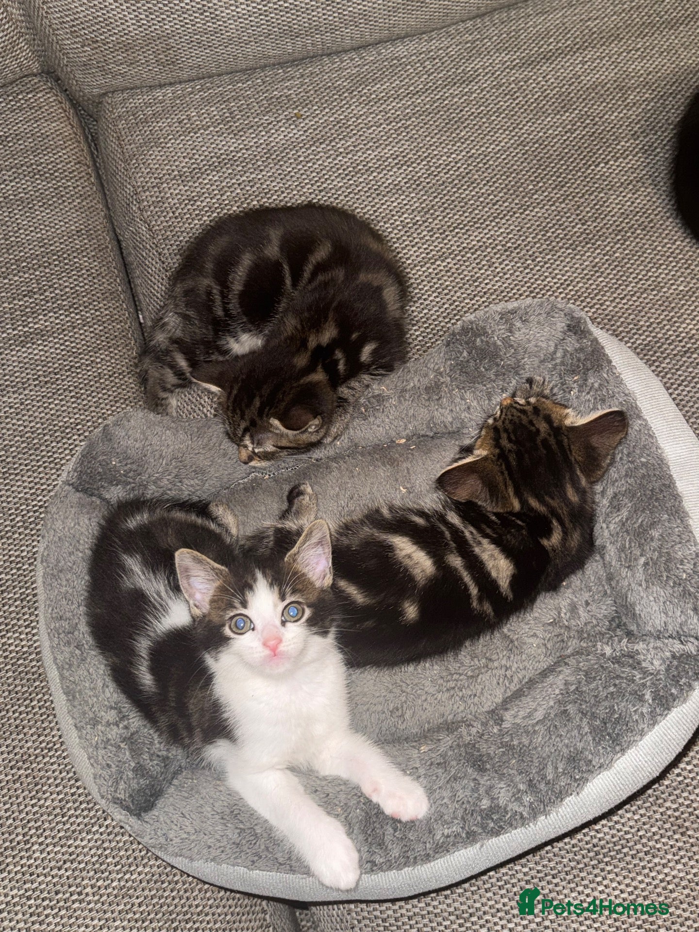 Mixed Breed cats Potty trained kittens for sale  - Advert 1