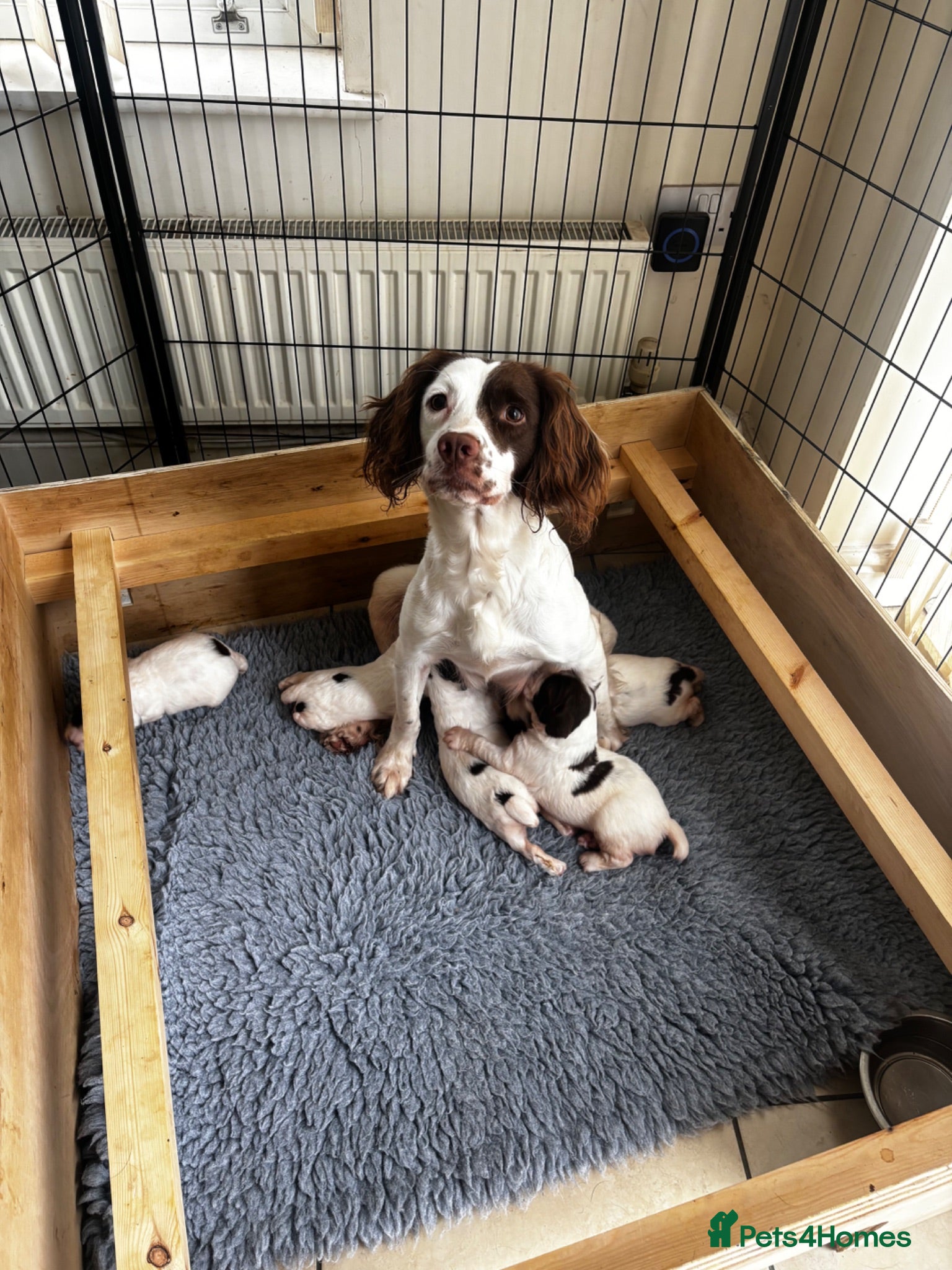 English Springer Spaniel dogs Absolutely stunning intelligent springer spaniels  - Advert 16