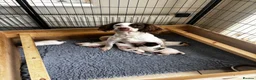 English Springer Spaniel dogs for sale: Absolutely stunning intelligent springer spaniels  - Advert 1