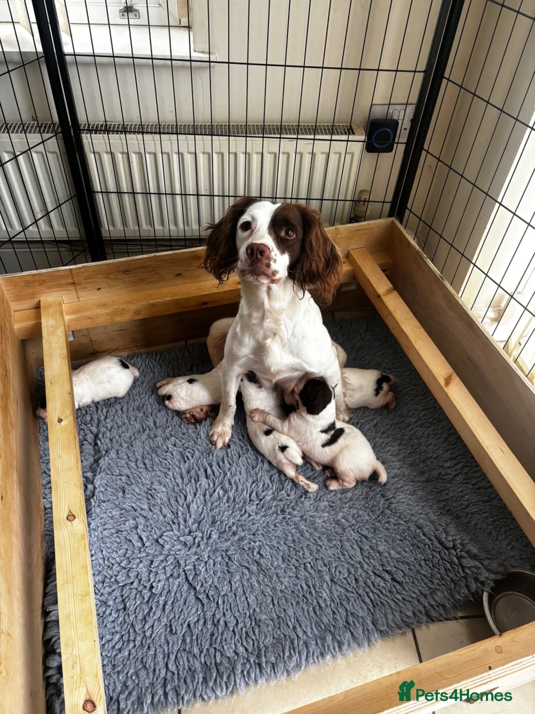 English Springer Spaniel dogs for sale: Absolutely stunning intelligent springer spaniels  - Advert 1