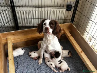 English Springer Spaniel dogs Kc registered springer spaniels working lines - Advert 1