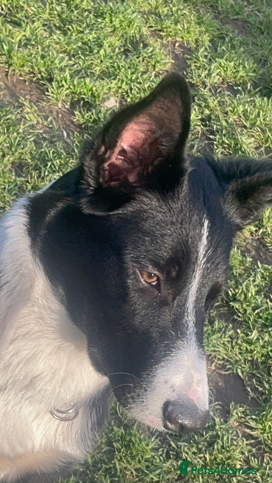 Border Collie dogs Finn, male border collie - Advert 4