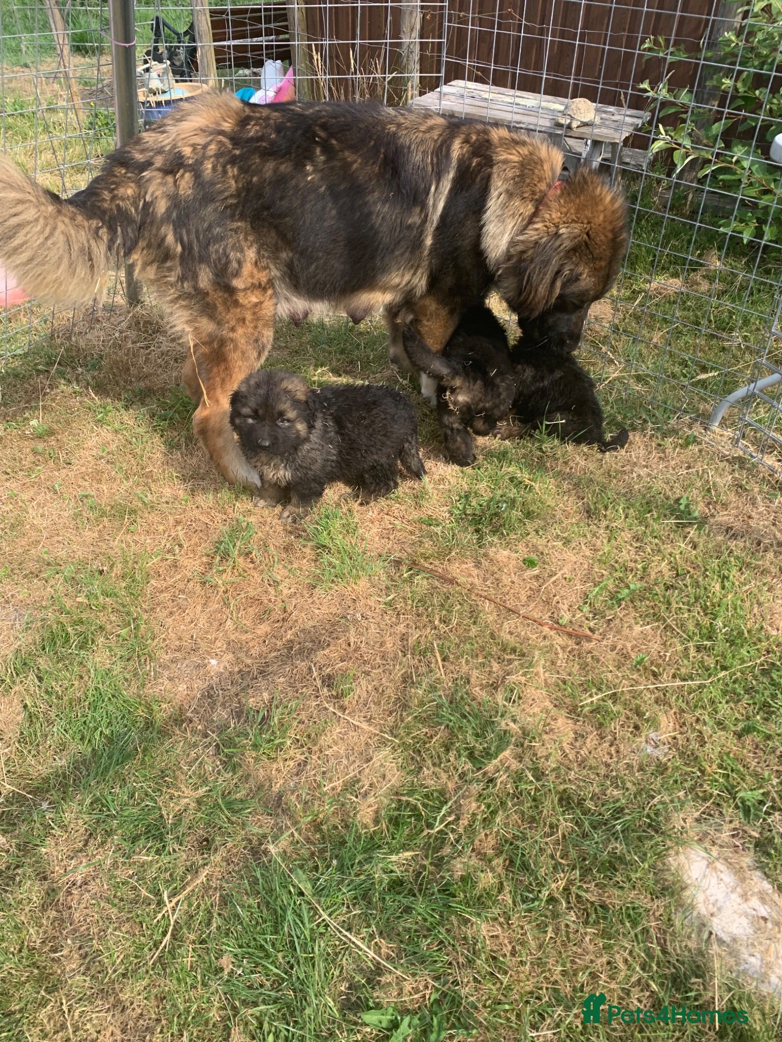 Mixed Breed dogs Stunning boy puppies to 5 star home  - Advert 4