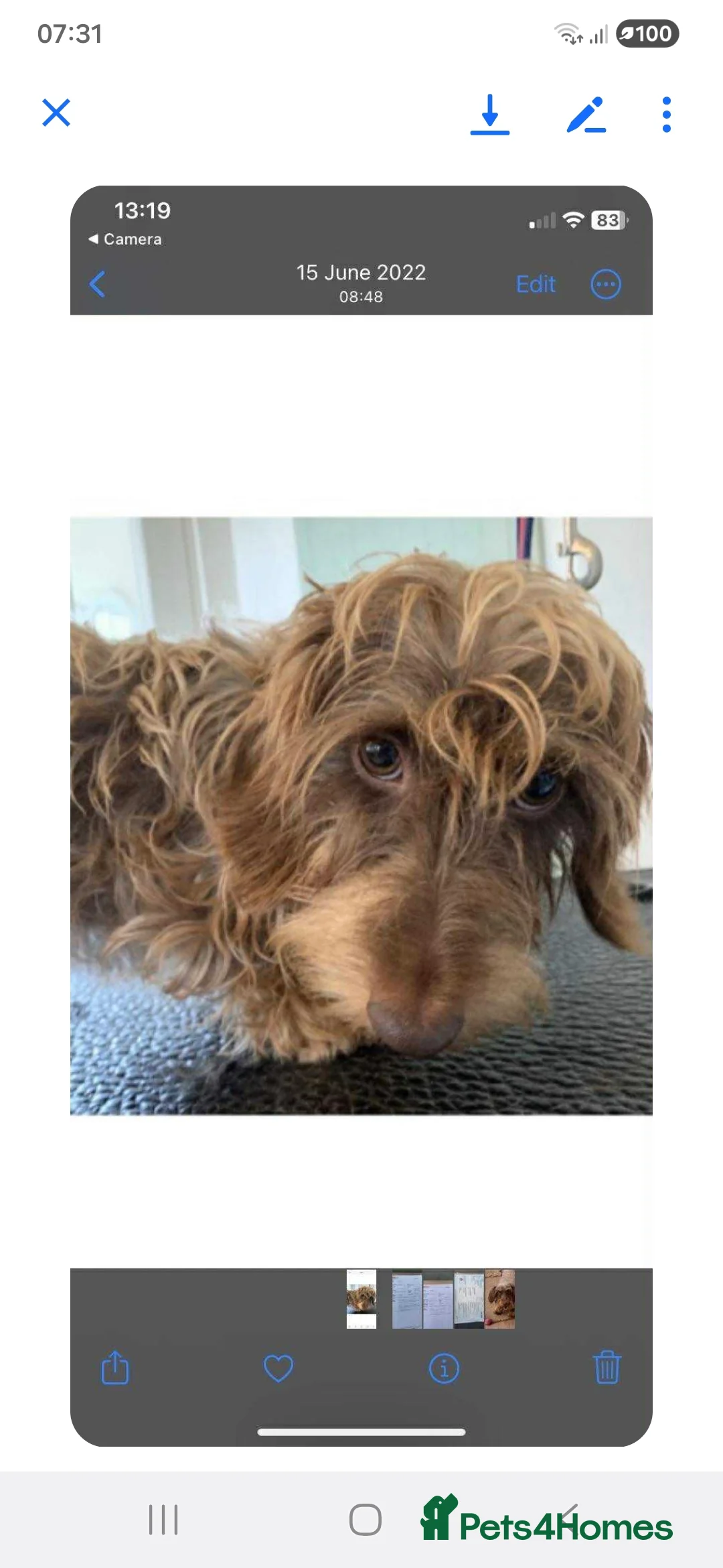 Dachshund dogs for sale: Wirehaired Daschund in Dulverton - Advert 2