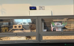 Hamster rodents for sale: Ella it’s looking for a new home  - Advert 2