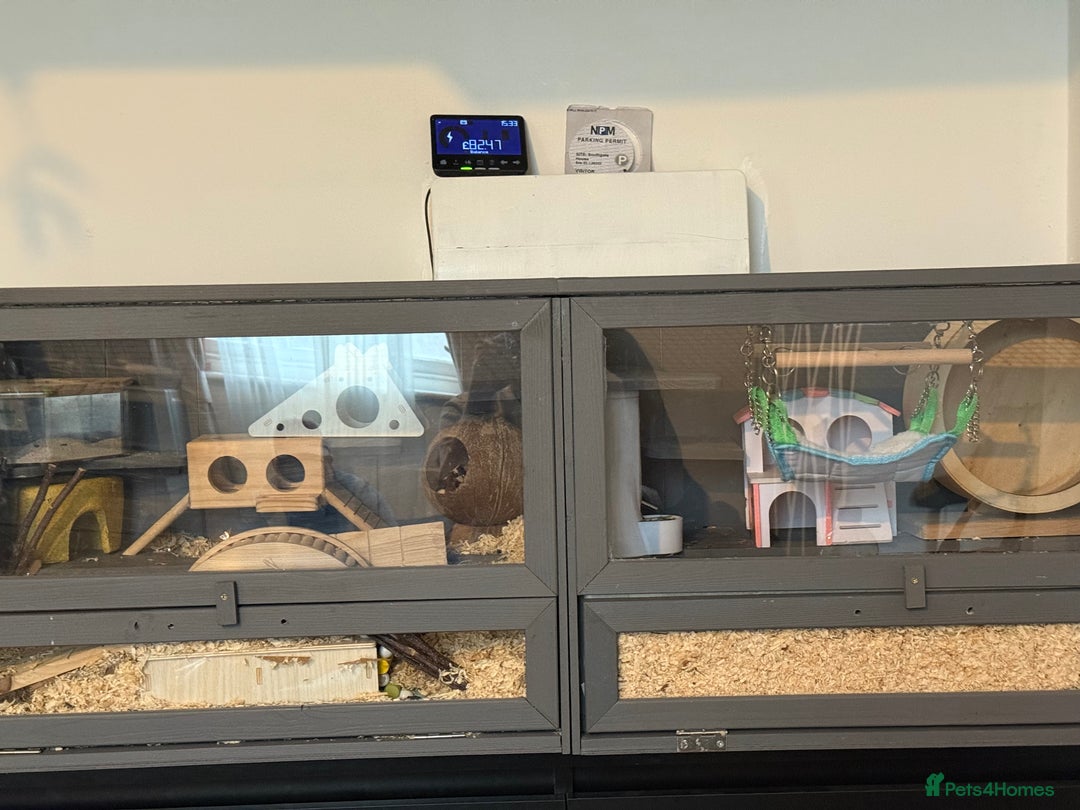 Hamster rodents for sale: Ella it’s looking for a new home  - Advert 2