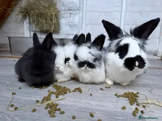 Angora rabbits Angora x bunnies 8 weeks old - Advert 1