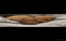 Miniature Poodle dogs for sale: Ready to Steal Your ❤️ Miniature Poodle Puppies - Image 3