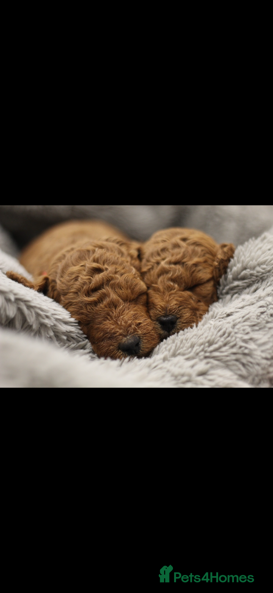 Miniature Poodle dogs for sale: Ready to Steal Your ❤️ Miniature Poodle Puppies - Image 3