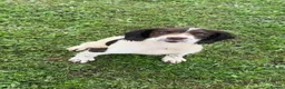 English Springer Spaniel dogs for sale: Kc reg ESS bitch in Tavistock - Advert 3