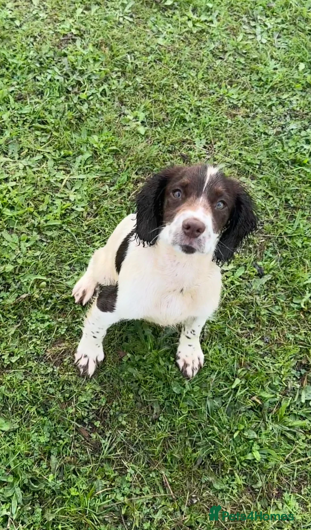 English Springer Spaniel dogs for sale: Kc reg ESS bitch in Tavistock - Advert 3