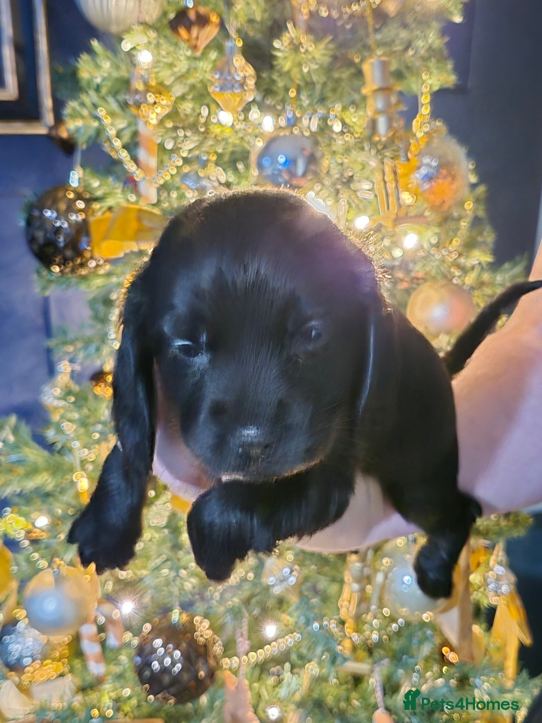 Bocker dogs for sale: Cocker spaniel X bocker pups for sale  - Advert 5