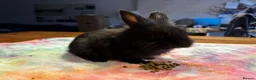Mixed Breed rabbits for sale: Beautiful Baby Rabbits – Two Lovely Litters - Advert 6