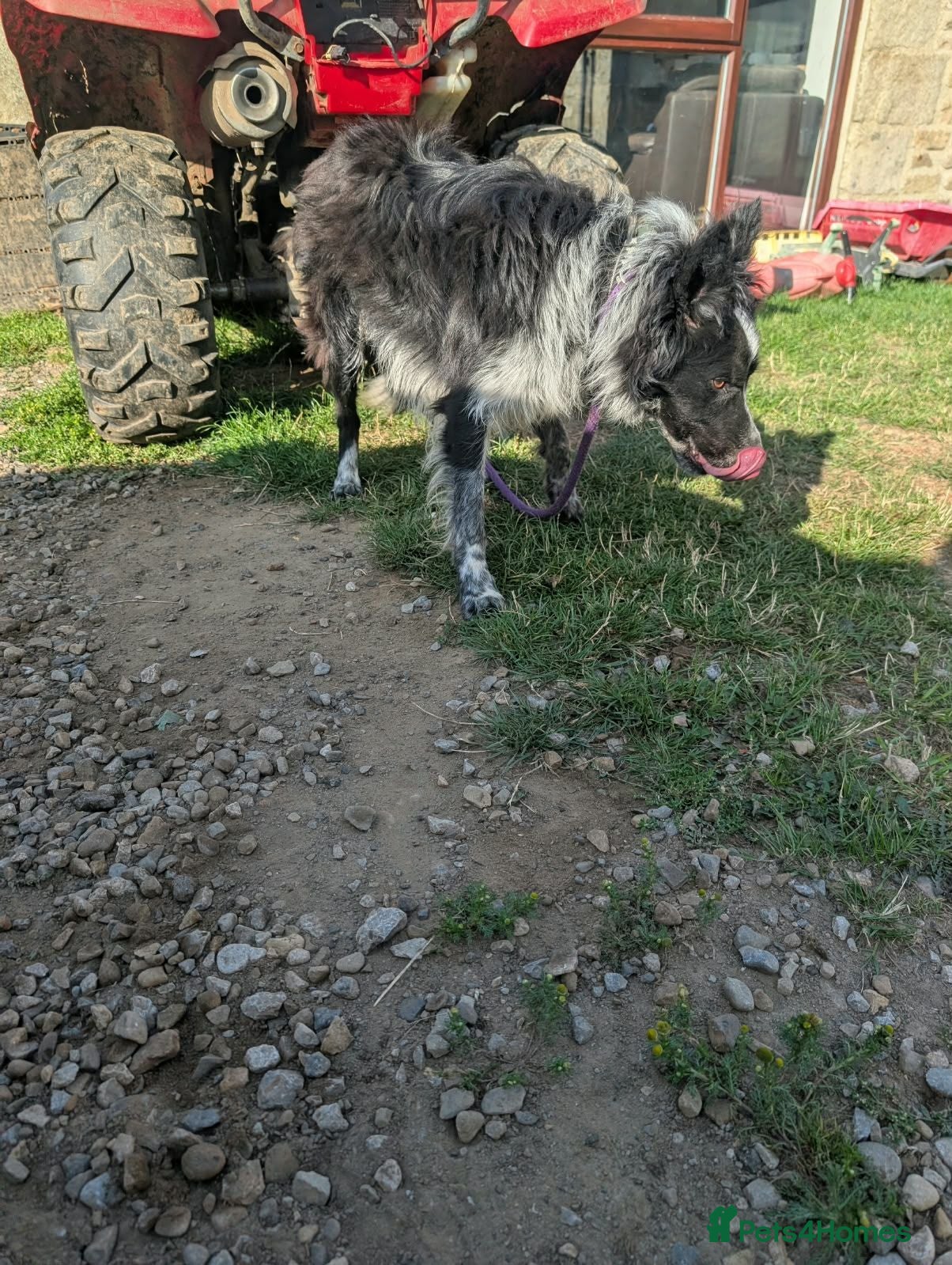 Border Collie dogs Ash long coated isds registered border collie - Advert 2
