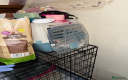 French Bulldog dogs for sale: French Bulldog - Image 4