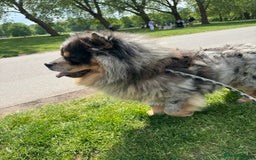 Chow Chow dogs for sale: Stunning chows ready for  **   - Image 5