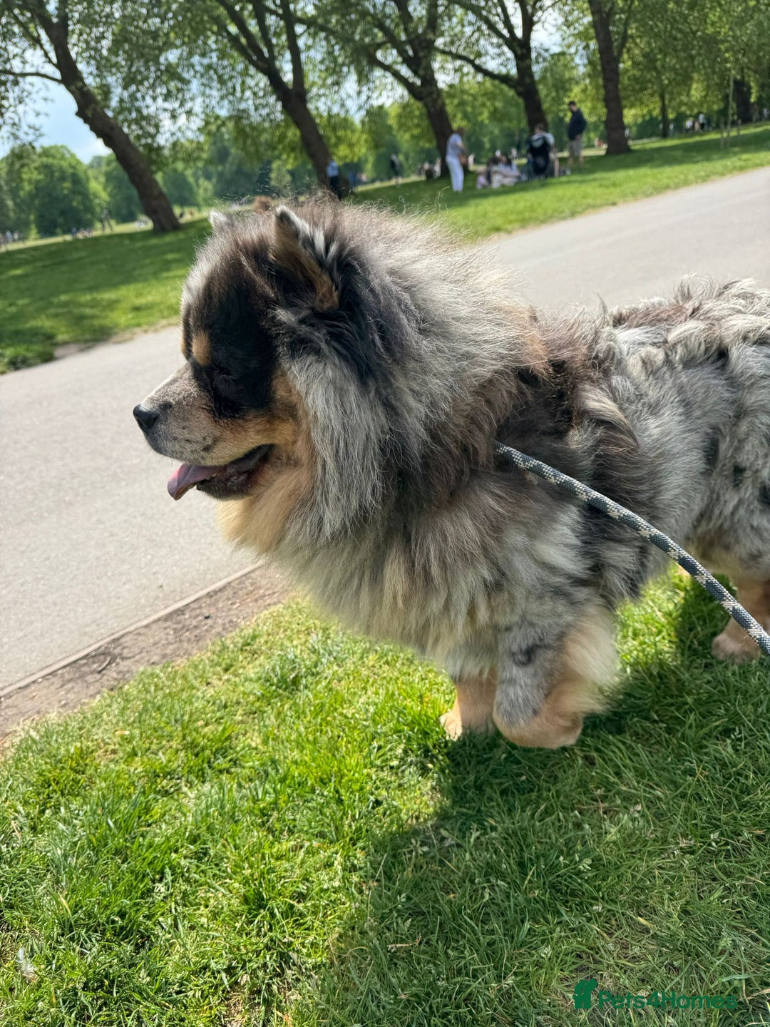 Chow Chow dogs for sale: Stunning chows ready for  **   - Image 5