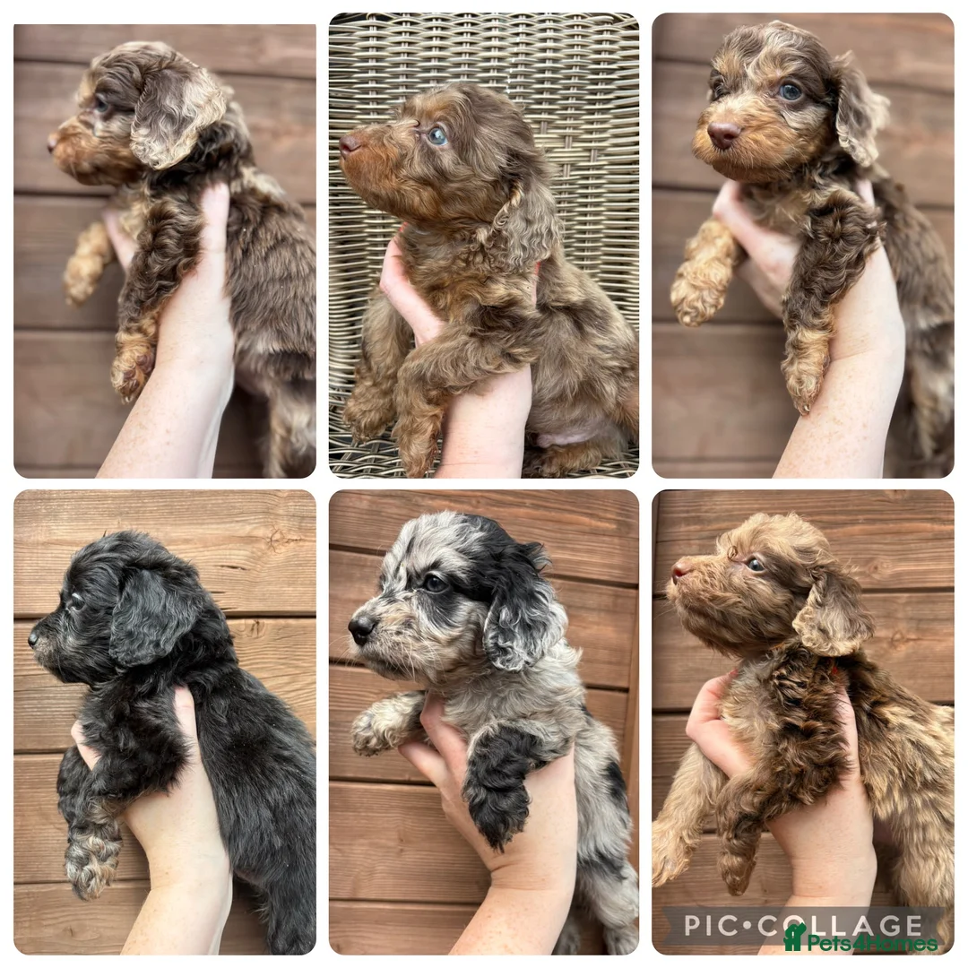 Cockapoo dogs for sale: Beautiful F1 Cockapoo Puppies 🧡 - Advert 1