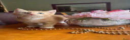 Mixed Breed cats for sale: Ginger Calico Tuxedo Kittens London-Richmond Sale - Advert 19